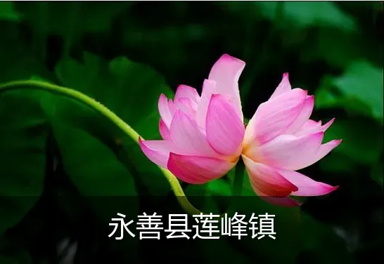 永善县莲峰镇