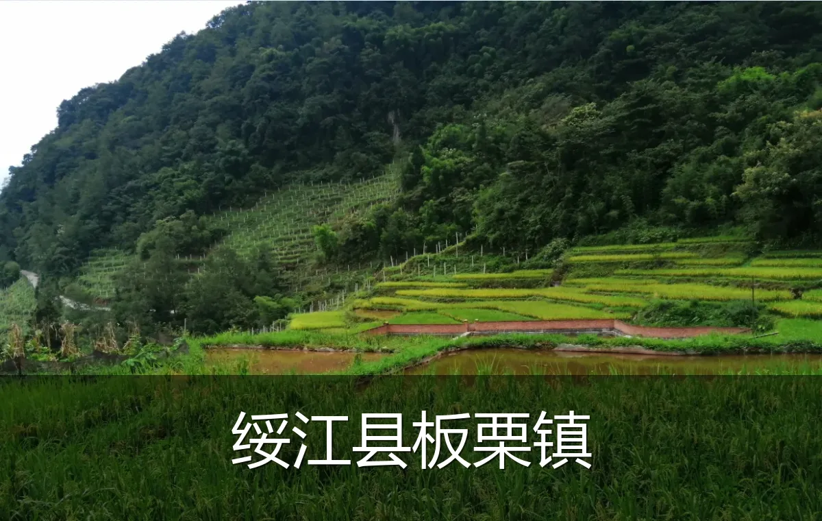 绥江县板栗镇